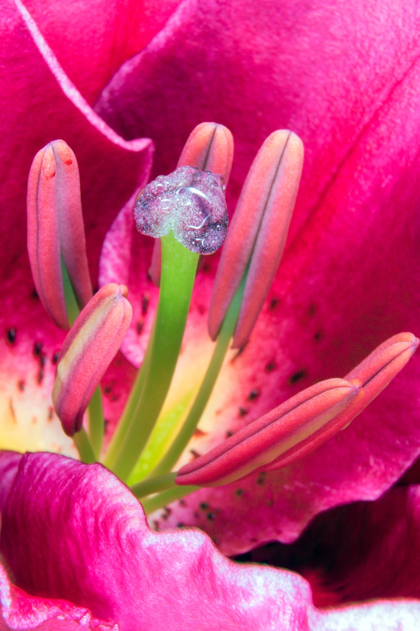 Image - lily stamens blossom bloom nature