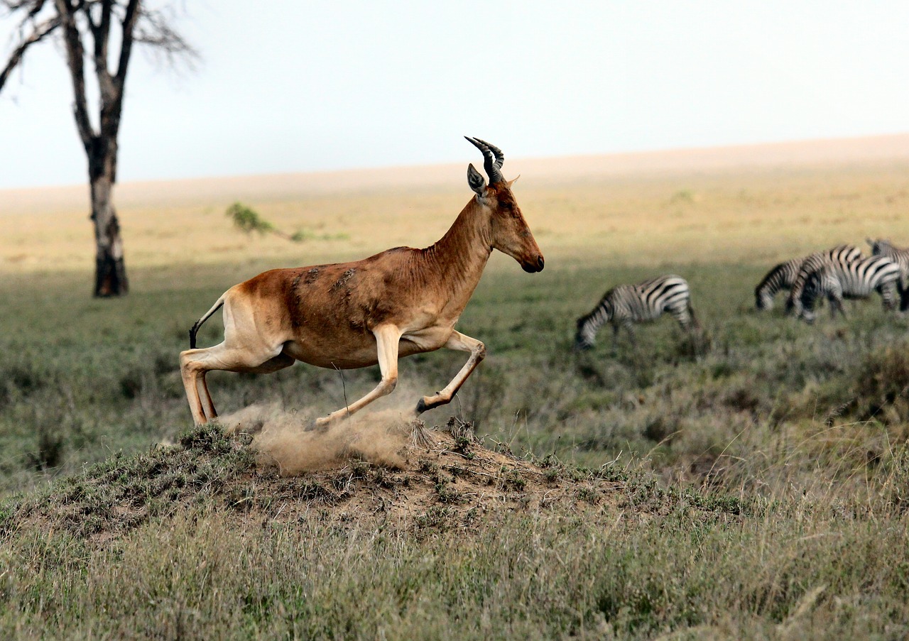 Image - zebra wildlife animal nature green