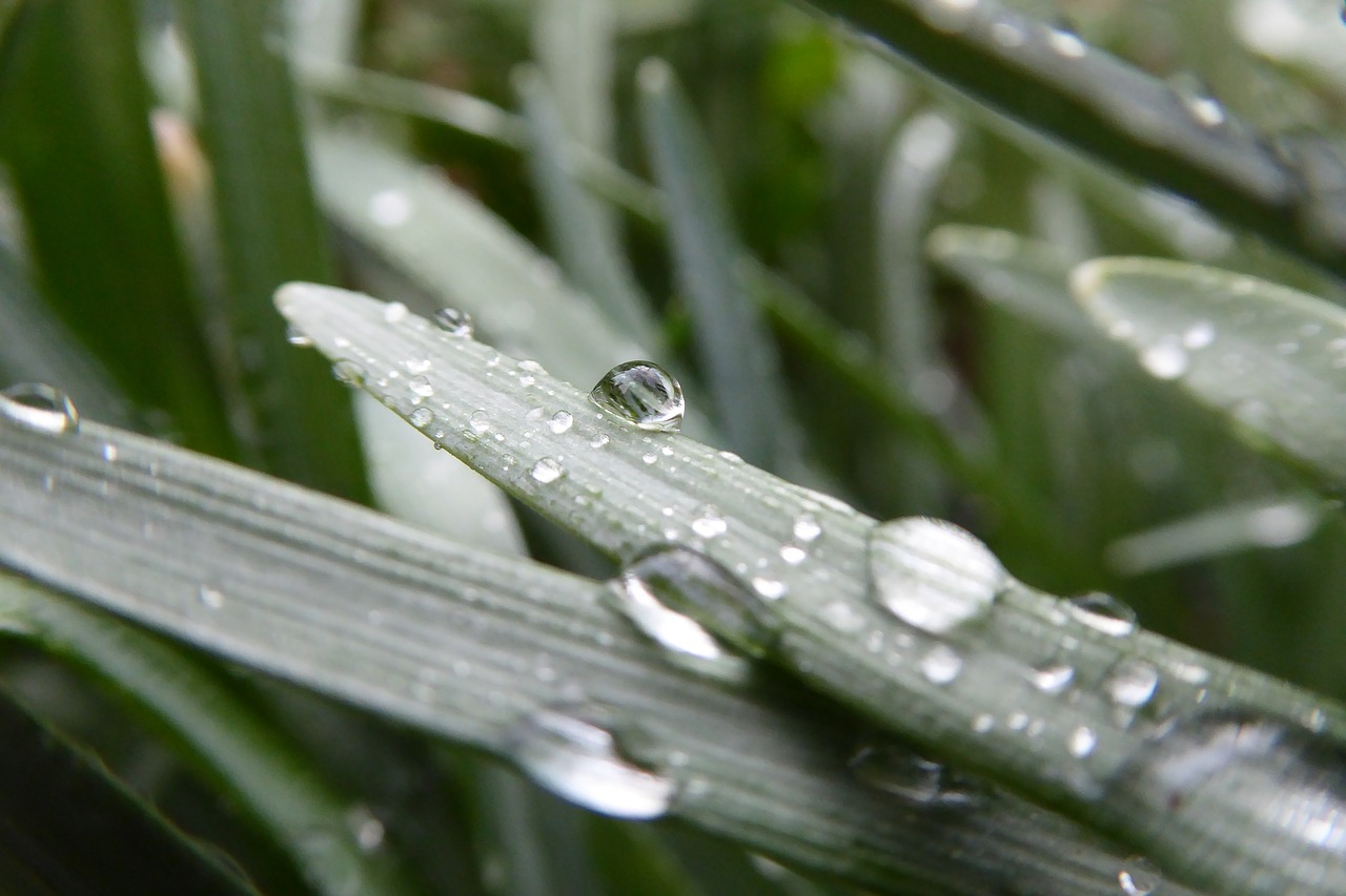 Image - green leaf plant nature blur