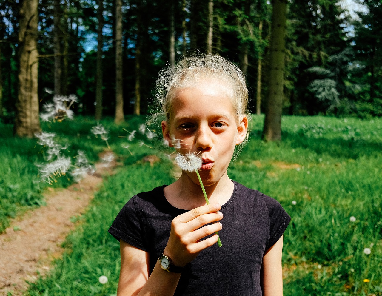 Image - dandelion flower plant nature blow