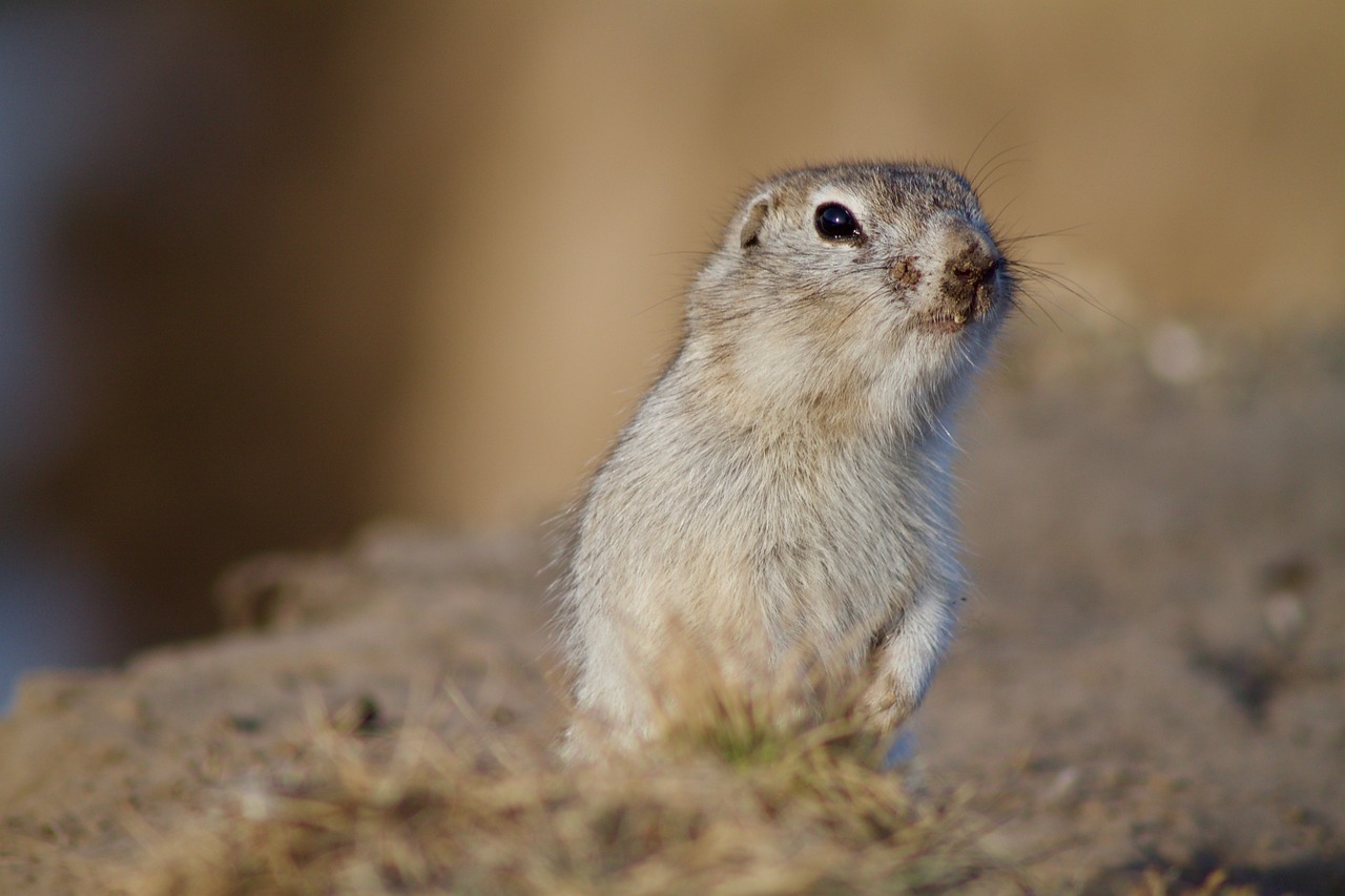 Image - prairie dog rodent squirrel