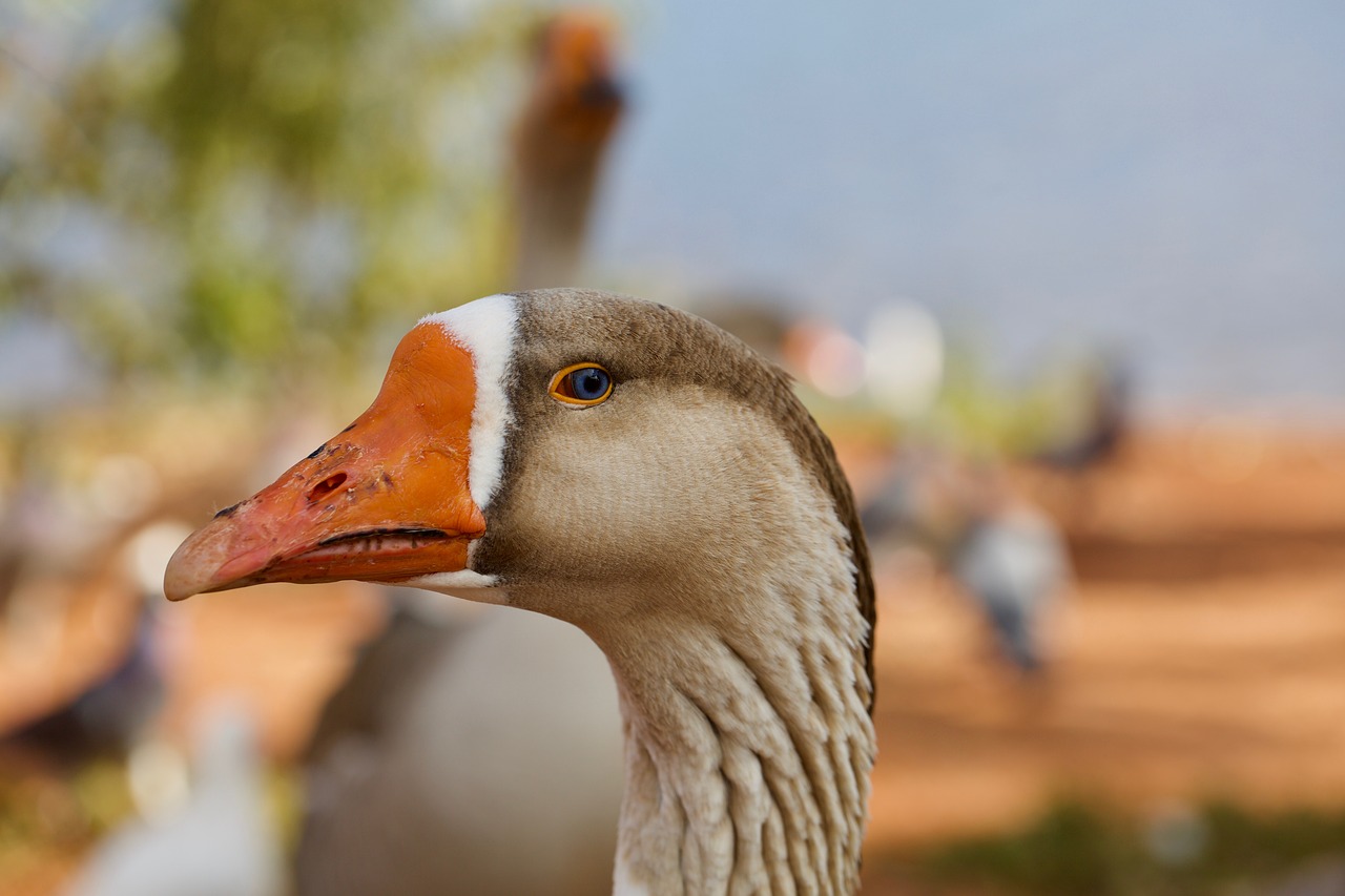 Image - goose blue eyes park