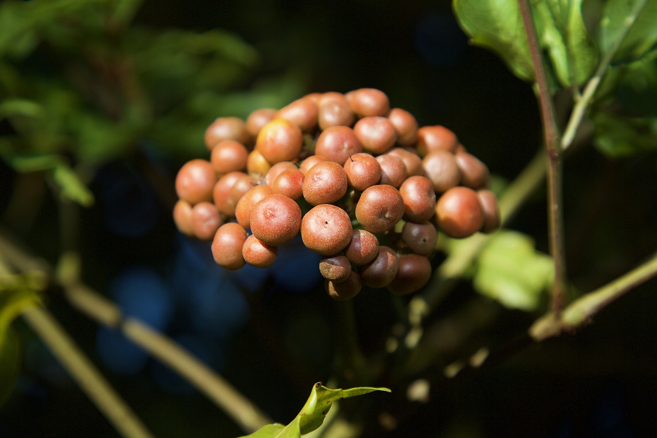 Image - exotic fruit forest cerrado