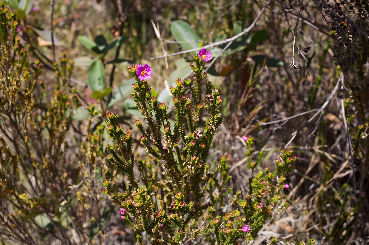 Image - flower cerrado pink flower cerrado