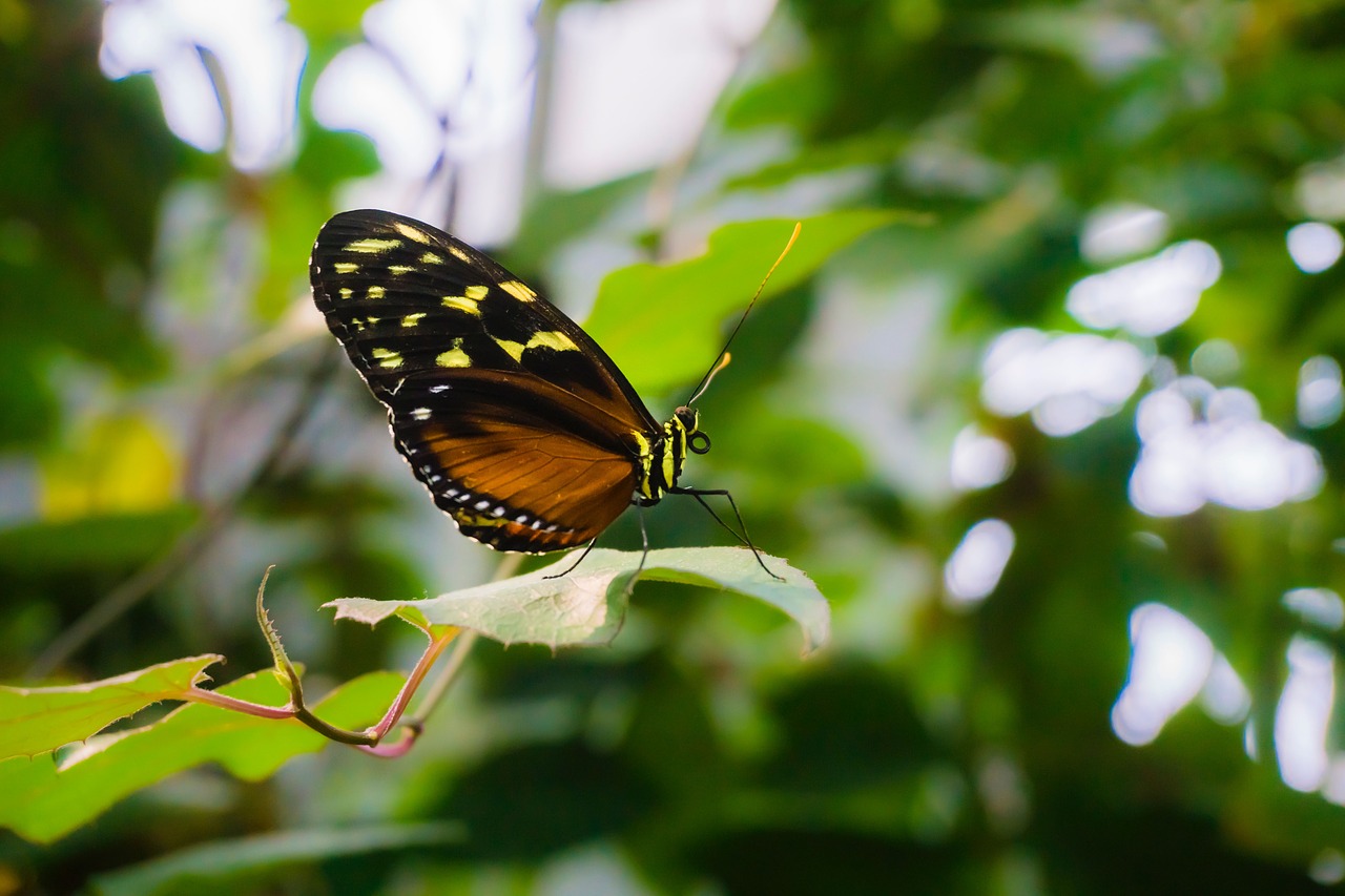 Image - butterfly insect animal nature