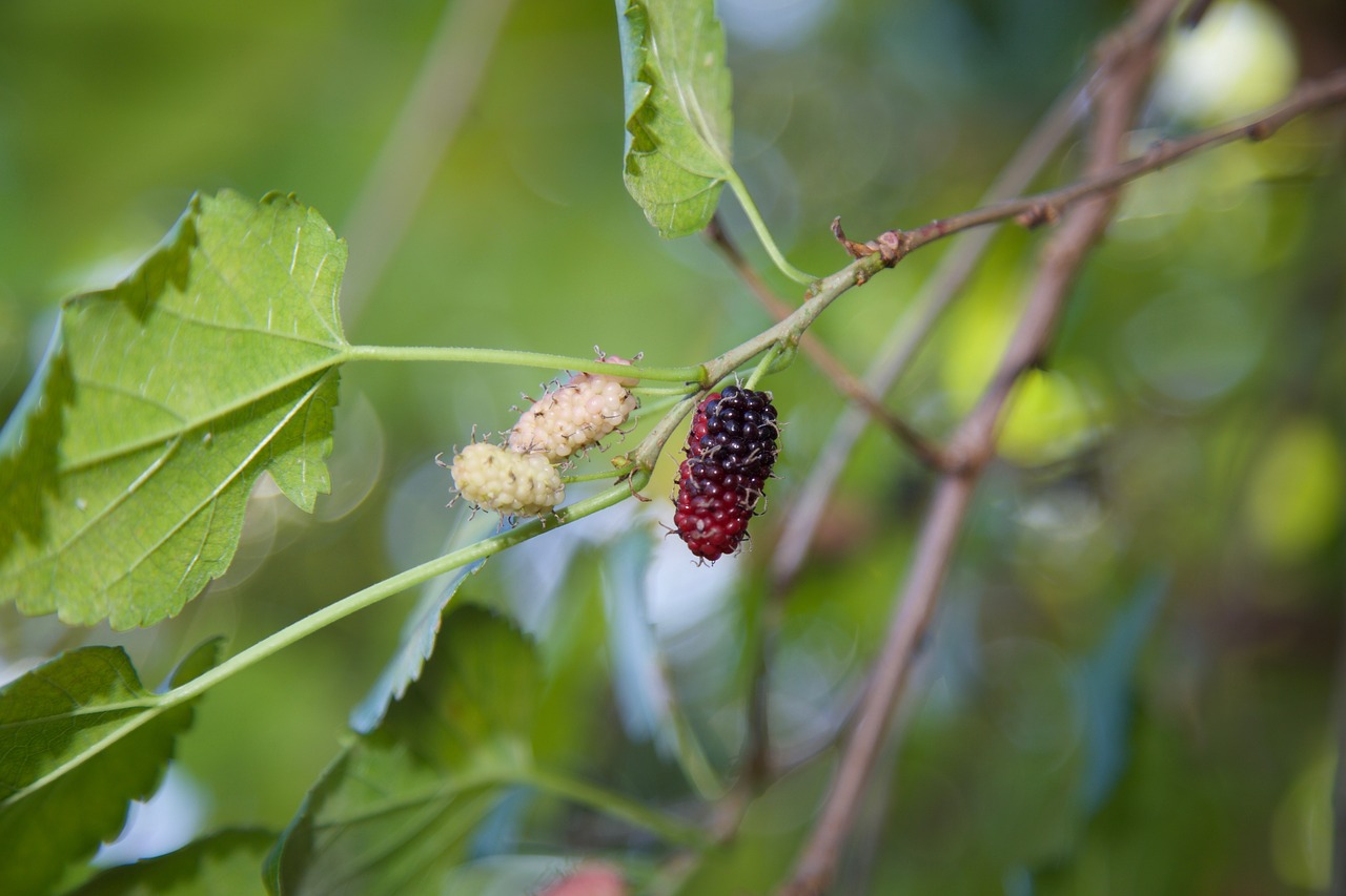 Image - mulberry nature fruit