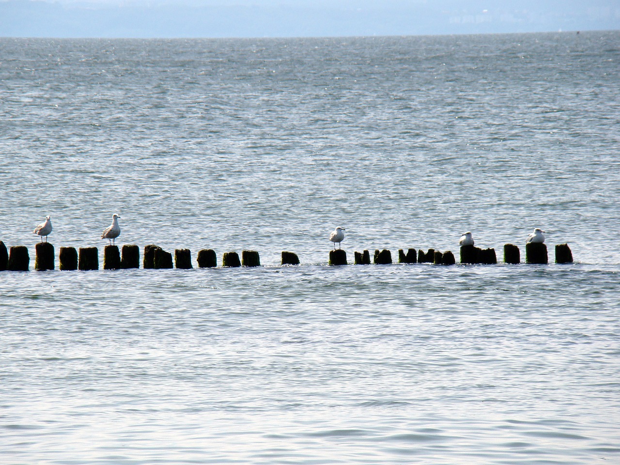 Image - sea birds breakwater seagull