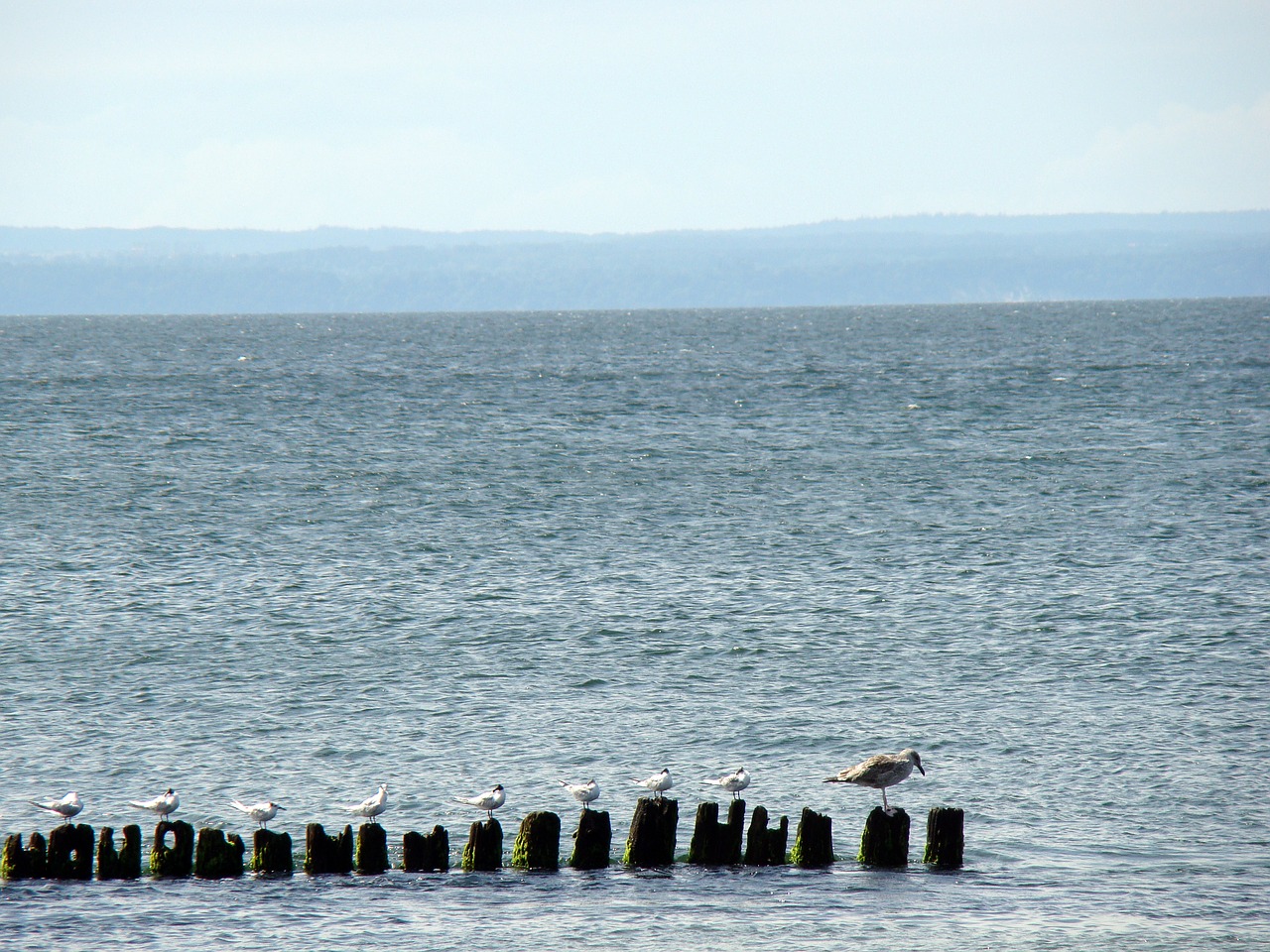 Image - sea birds breakwater seagull