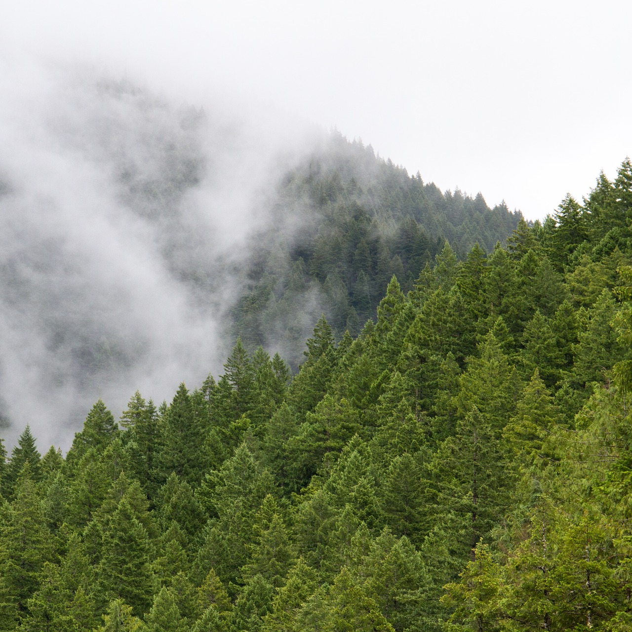 Image - green trees plant nature forest