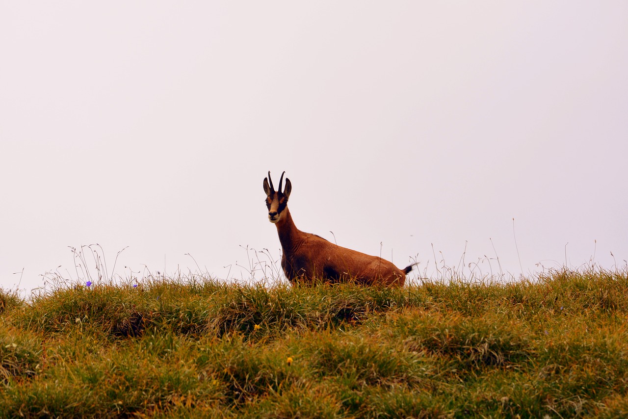 Image - chamois mountain prato pasubio