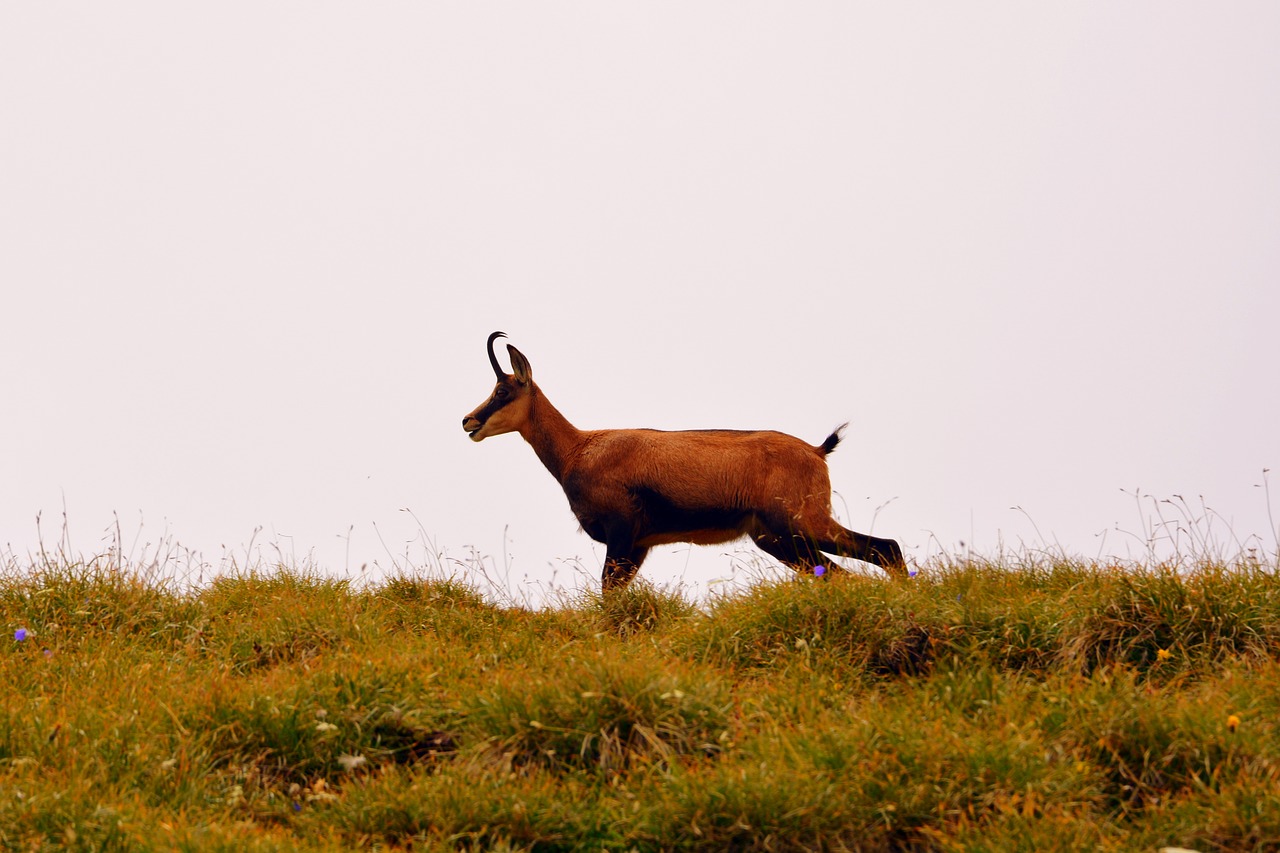 Image - chamois mountain prato pasubio