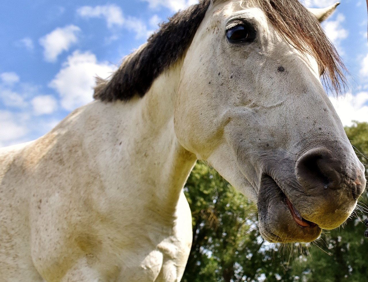 Image - horse mold pony low angle shot