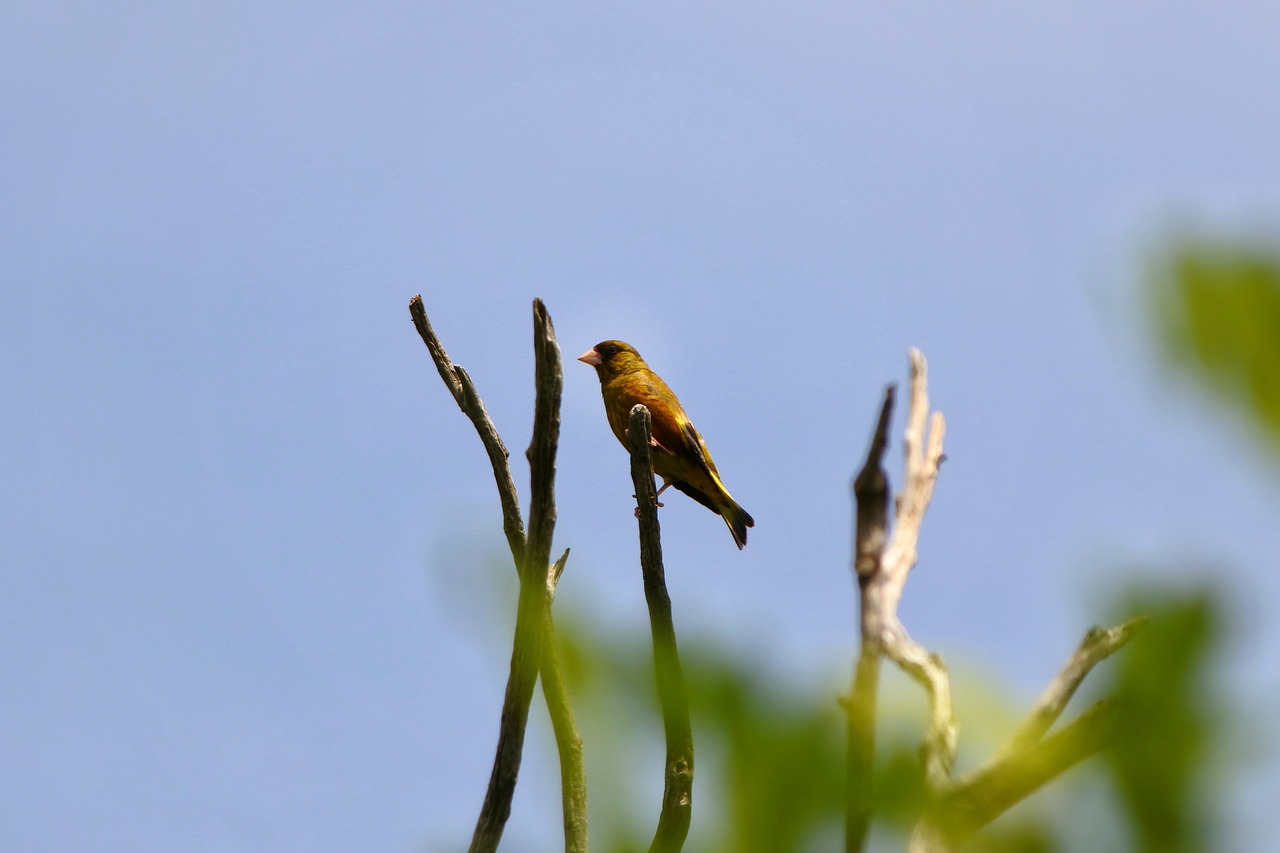 Image - animal wood green little bird