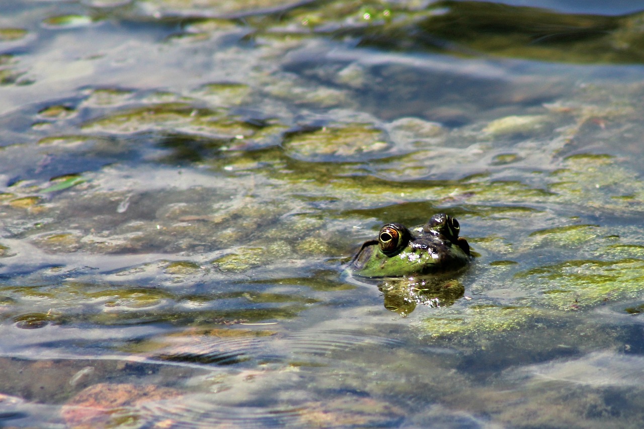 Image - frog pond water nature animal