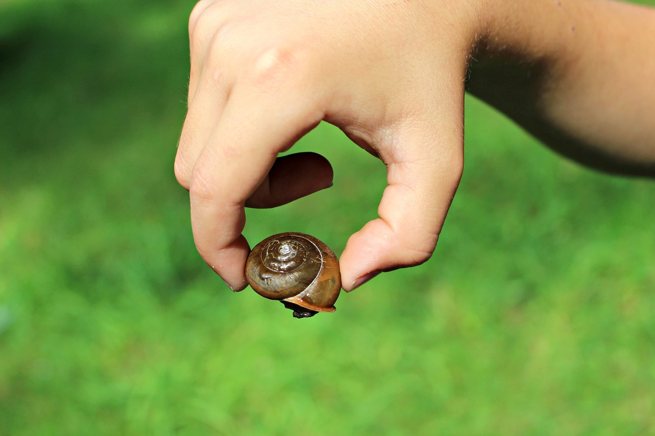 Image - snail brown summer animal shell