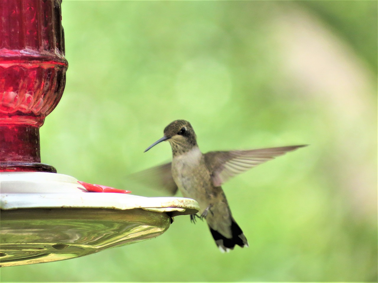 Image - hummingbird close up in flight