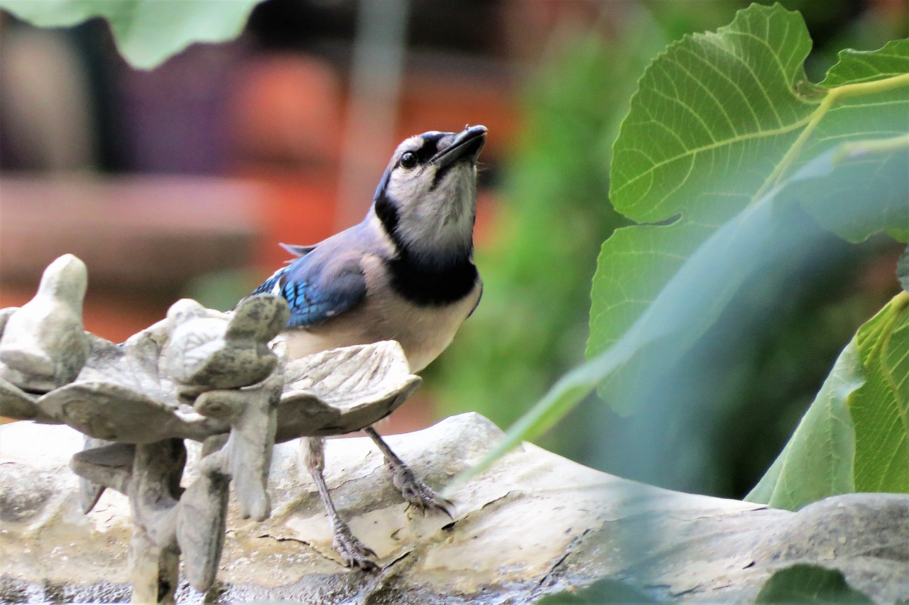 Image - bird blue jay blue and white