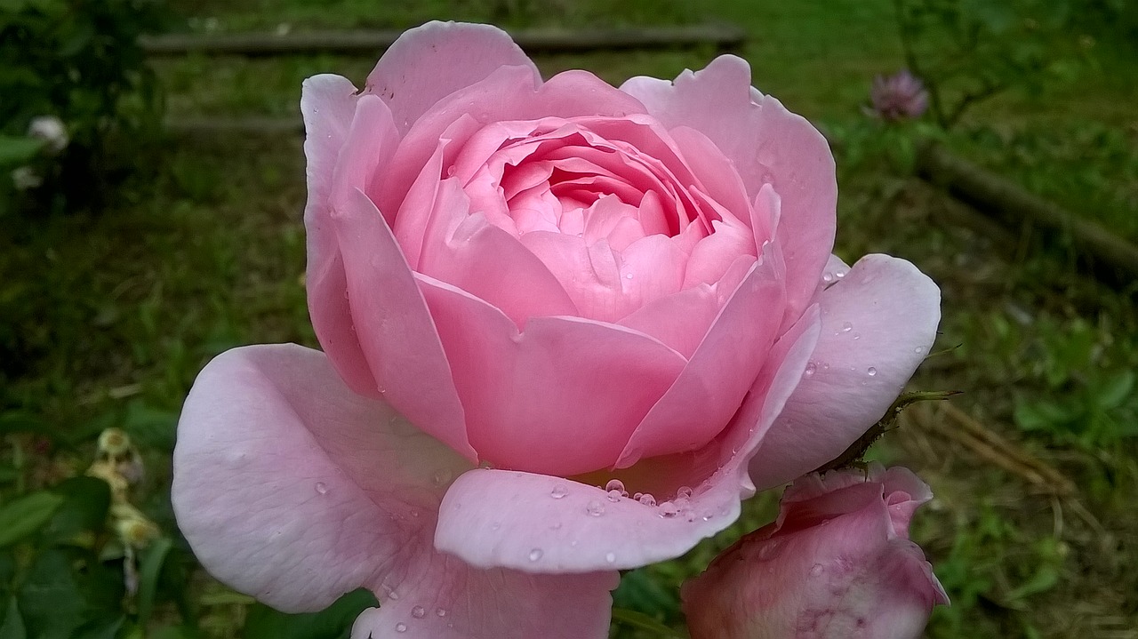 Image - rosa blossomed flower pink rose