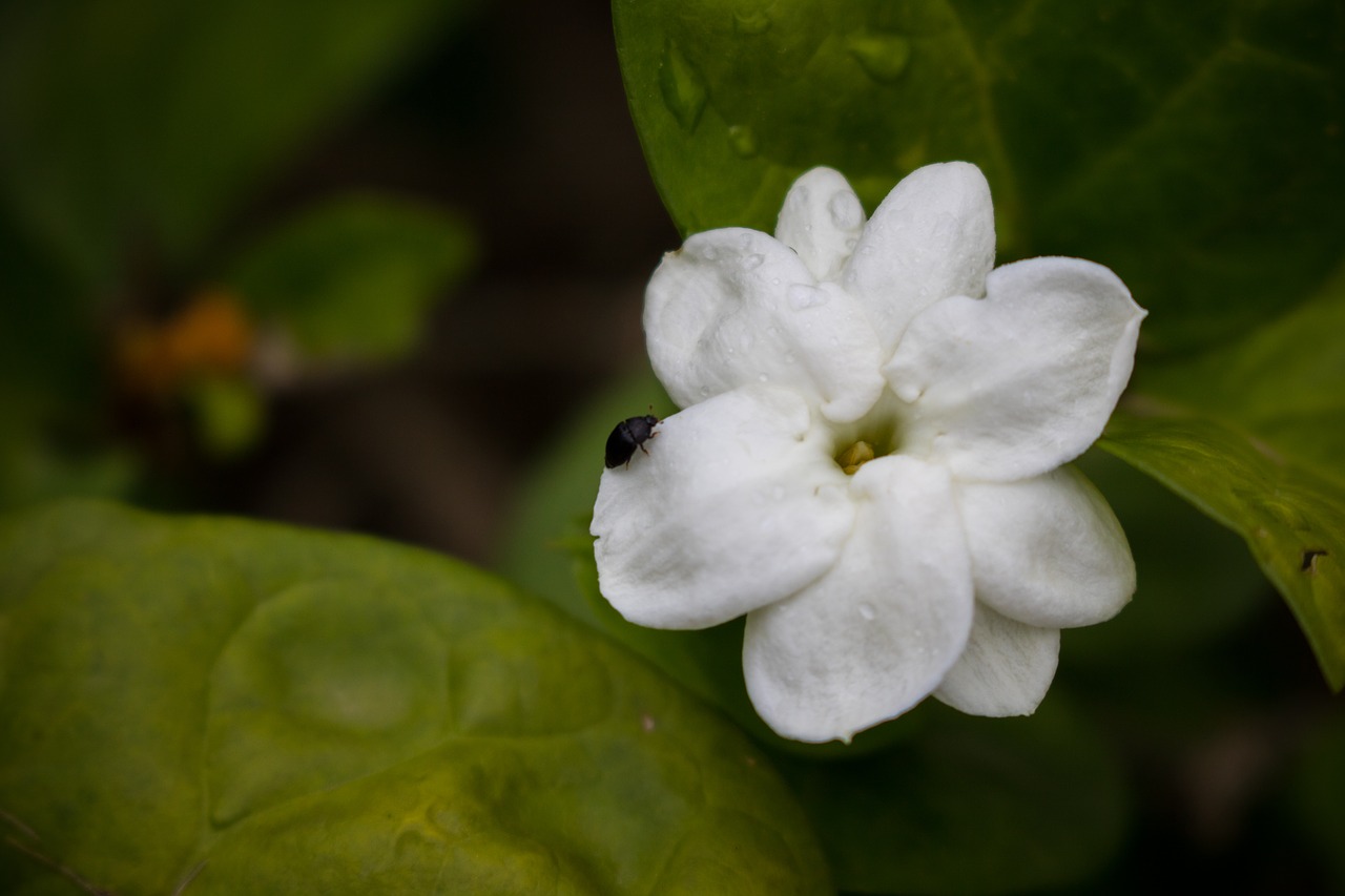 Image - jasmine insect flower nature white