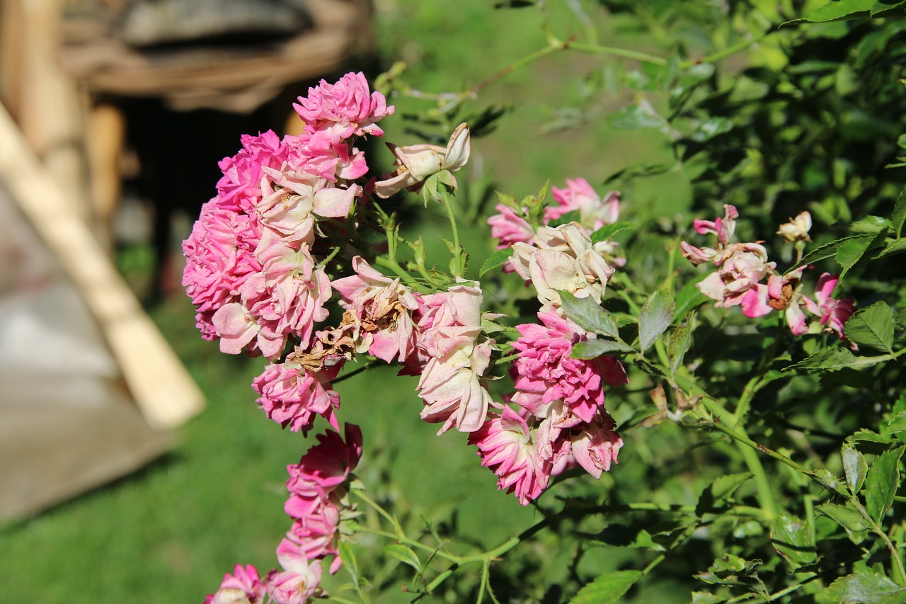 Image - climbing rose faded pink