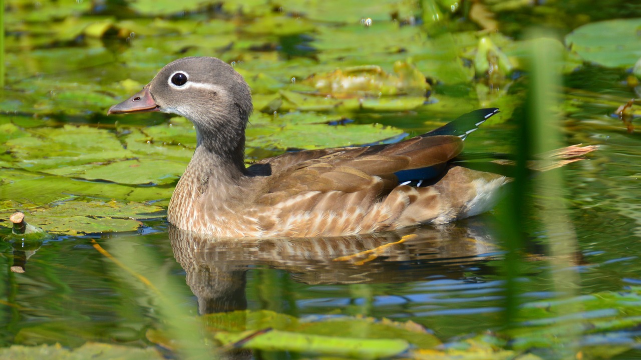 Image - beauty female mandarin