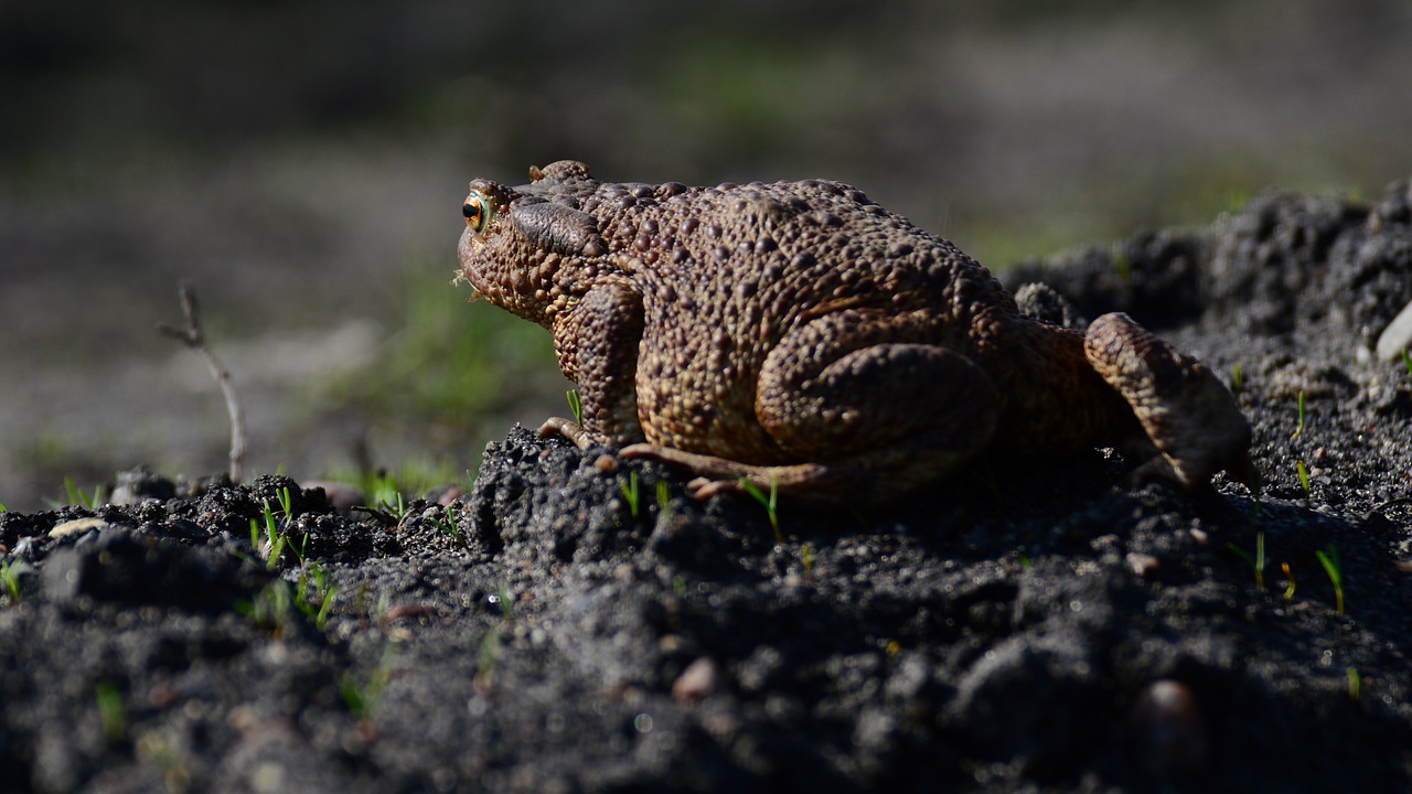 Image - the frog with joints