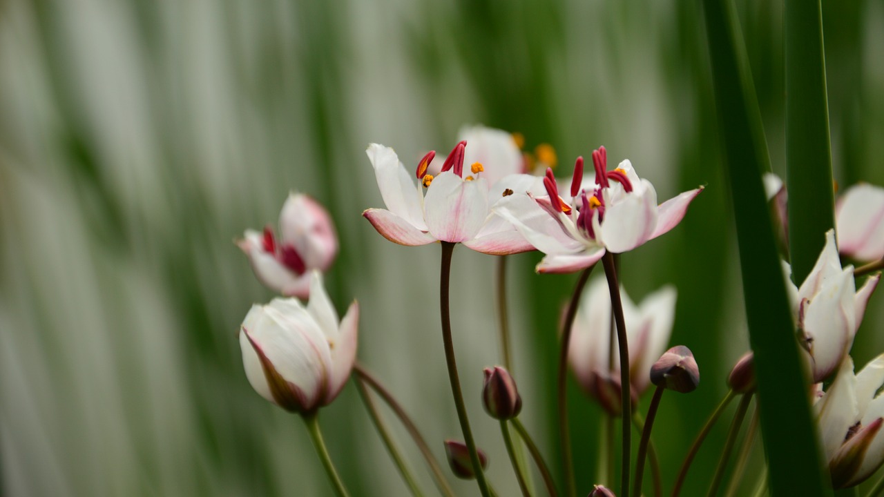 Image - flowers when the pond