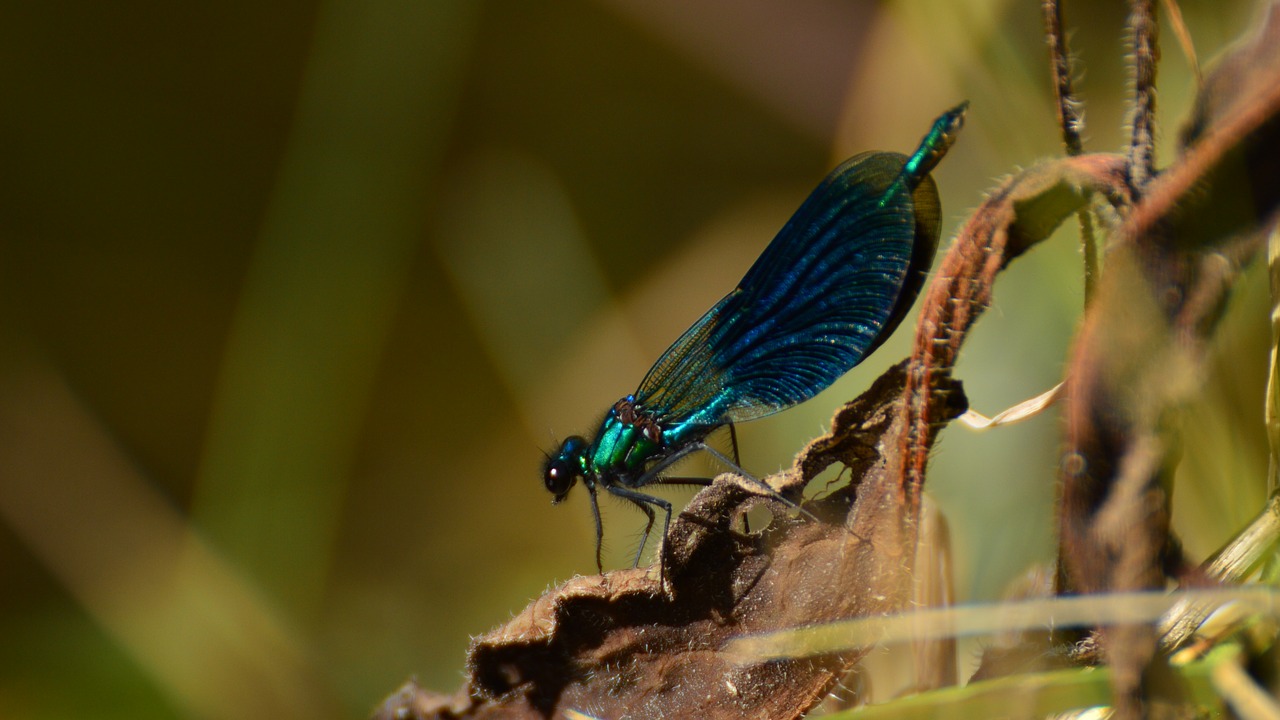 Image - pozująca blue ważka