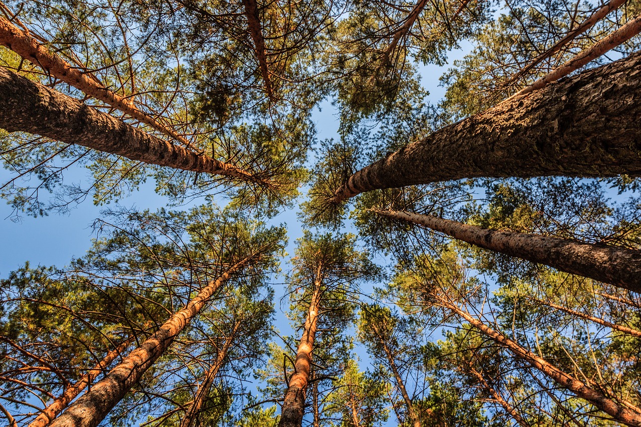 Image - pine trees landscape nature forest
