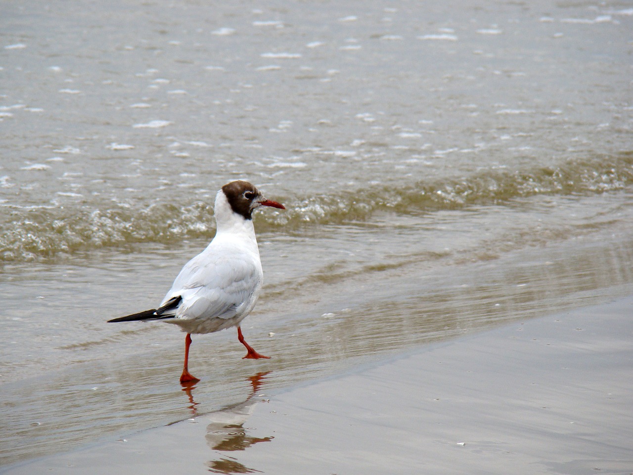 Image - seagull beach seagull on the beach