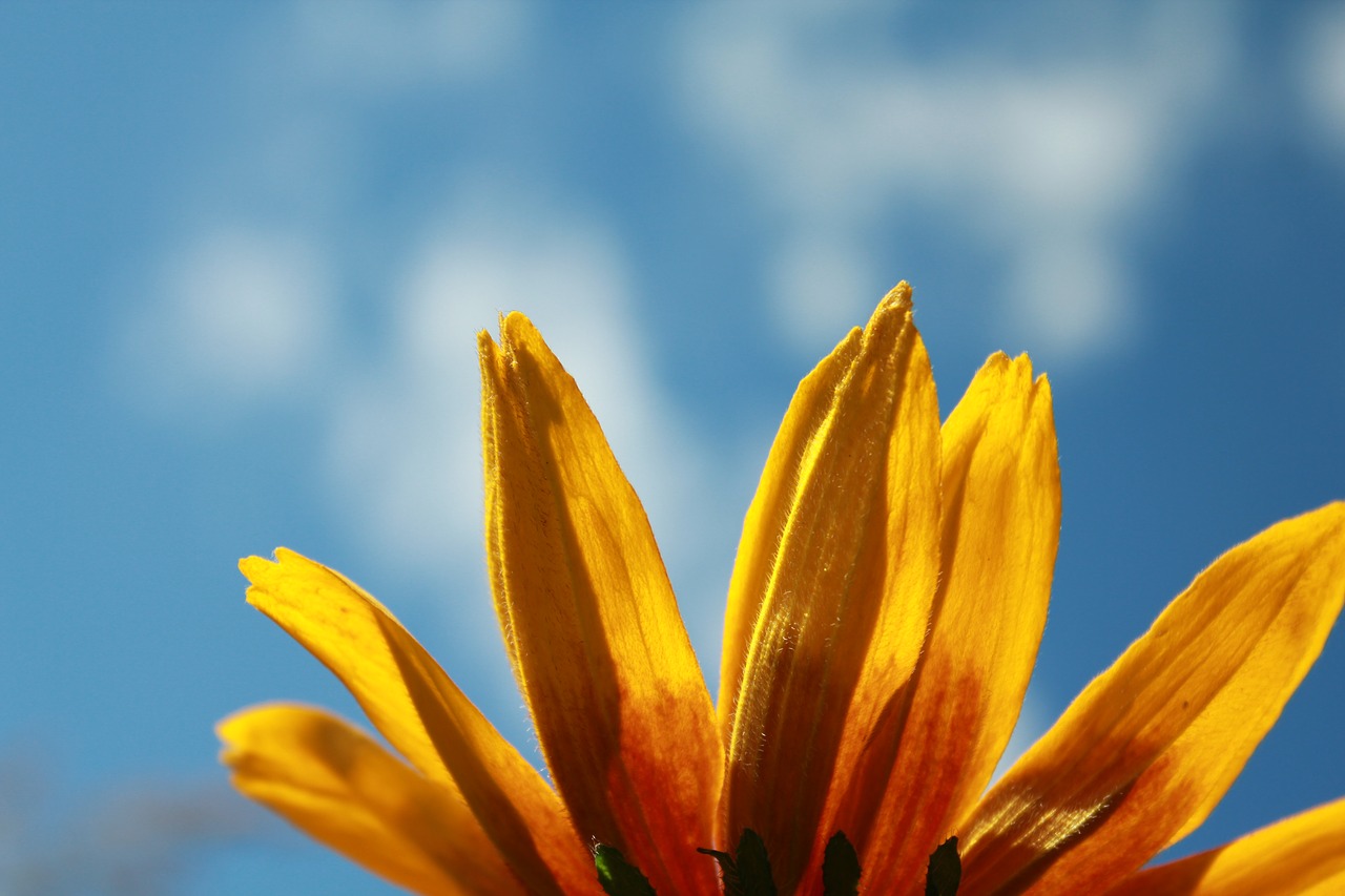 Image - flower rudbeckia flowers