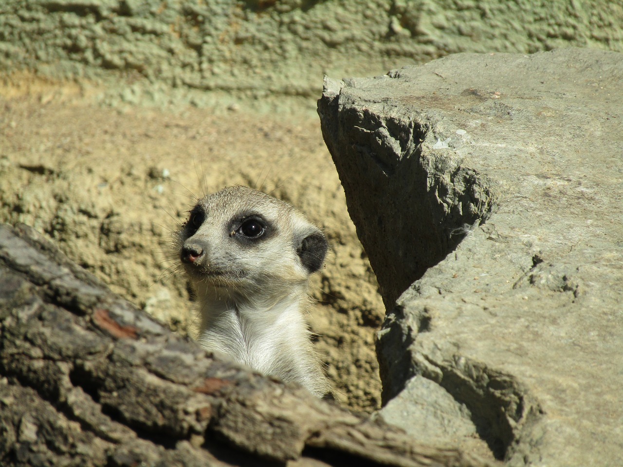 Image - meerkat mammal zoo cute head