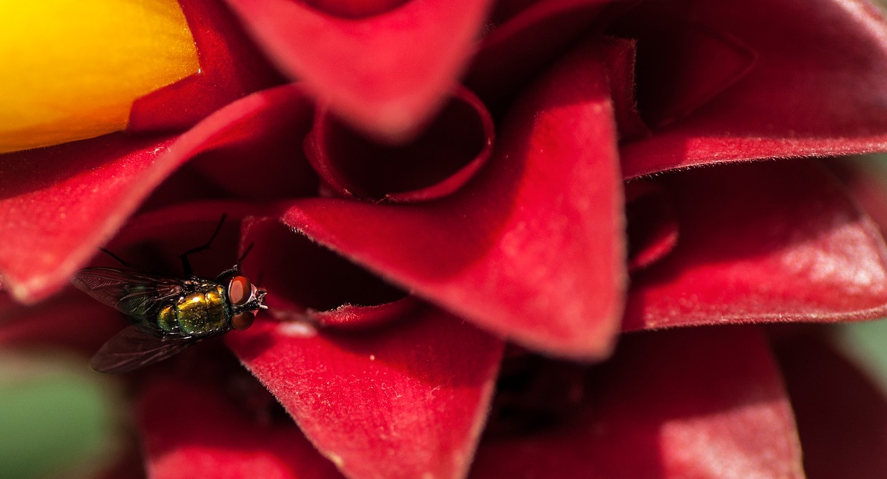 Image - tropical flower flies