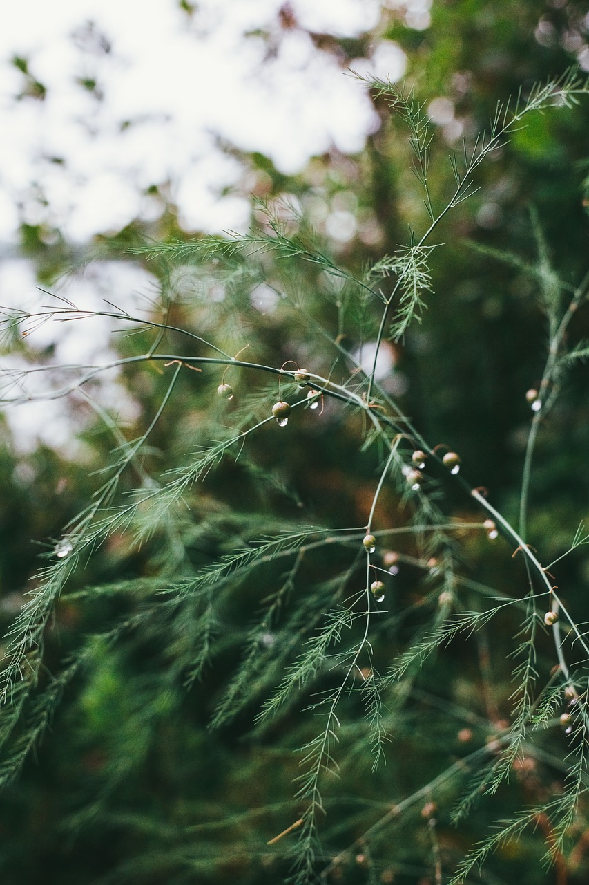 Image - green leaf plant nature blur