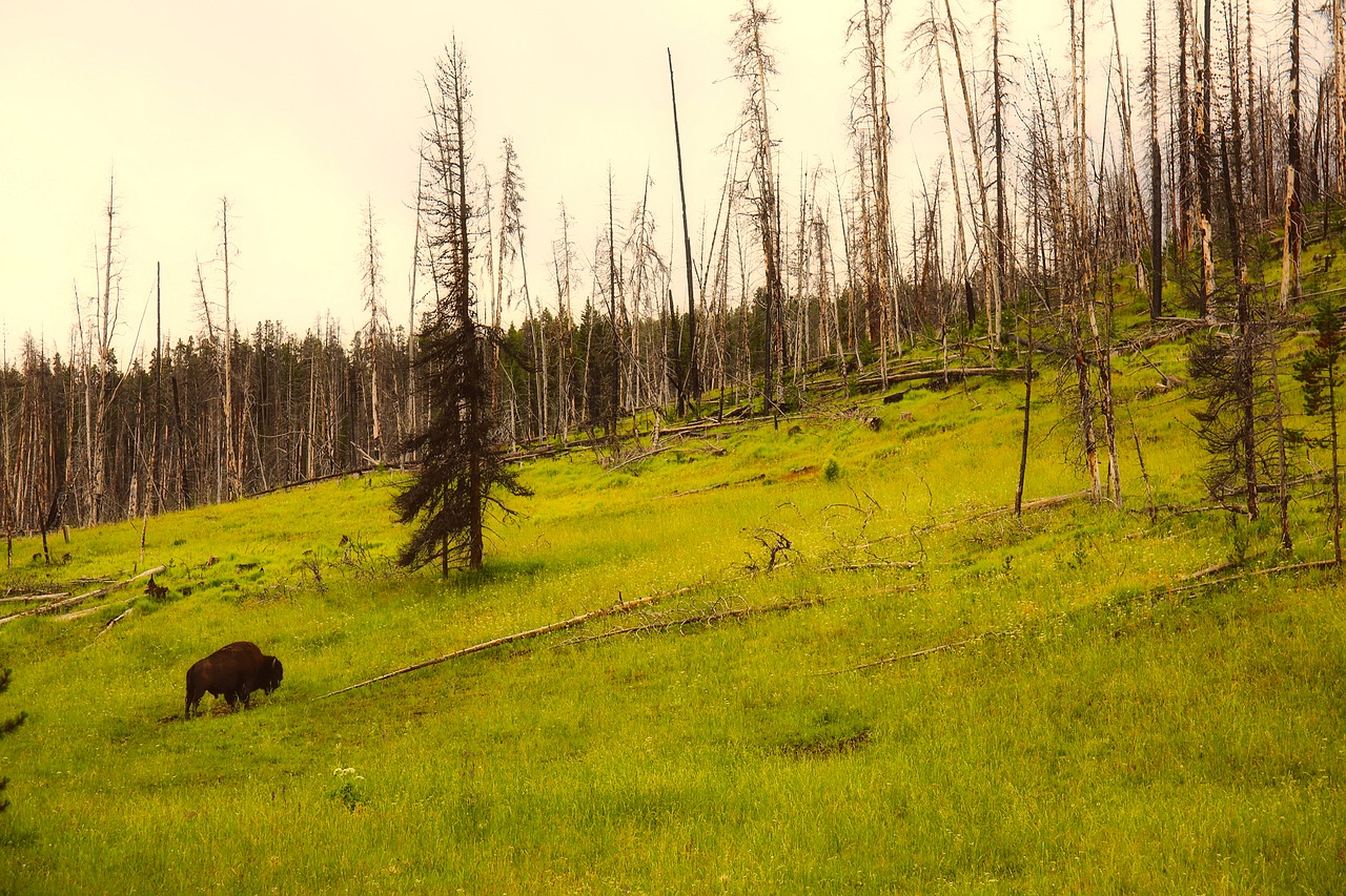 Image - yellowstone national park wyoming