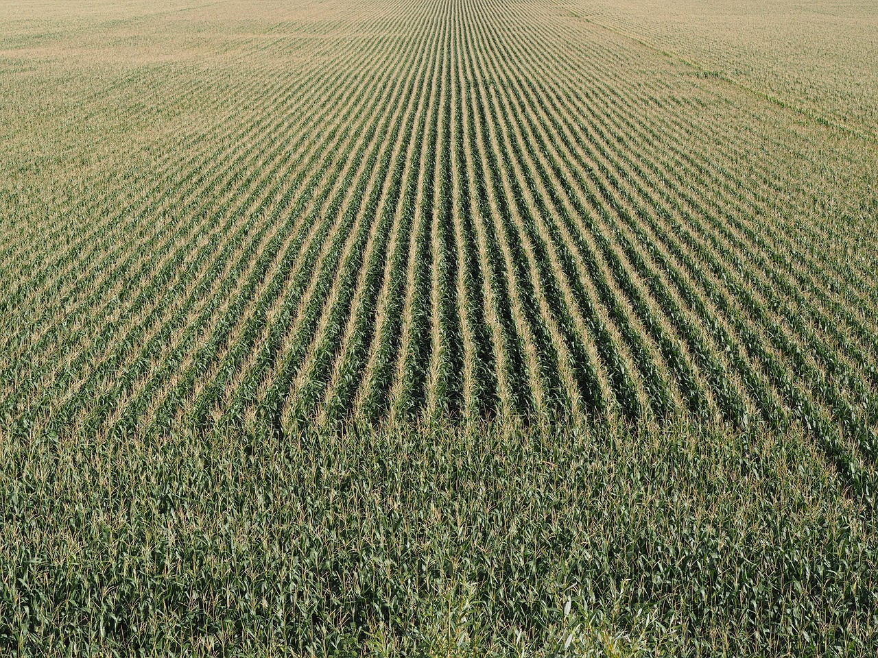 Image - cornfield cereals corn agriculture