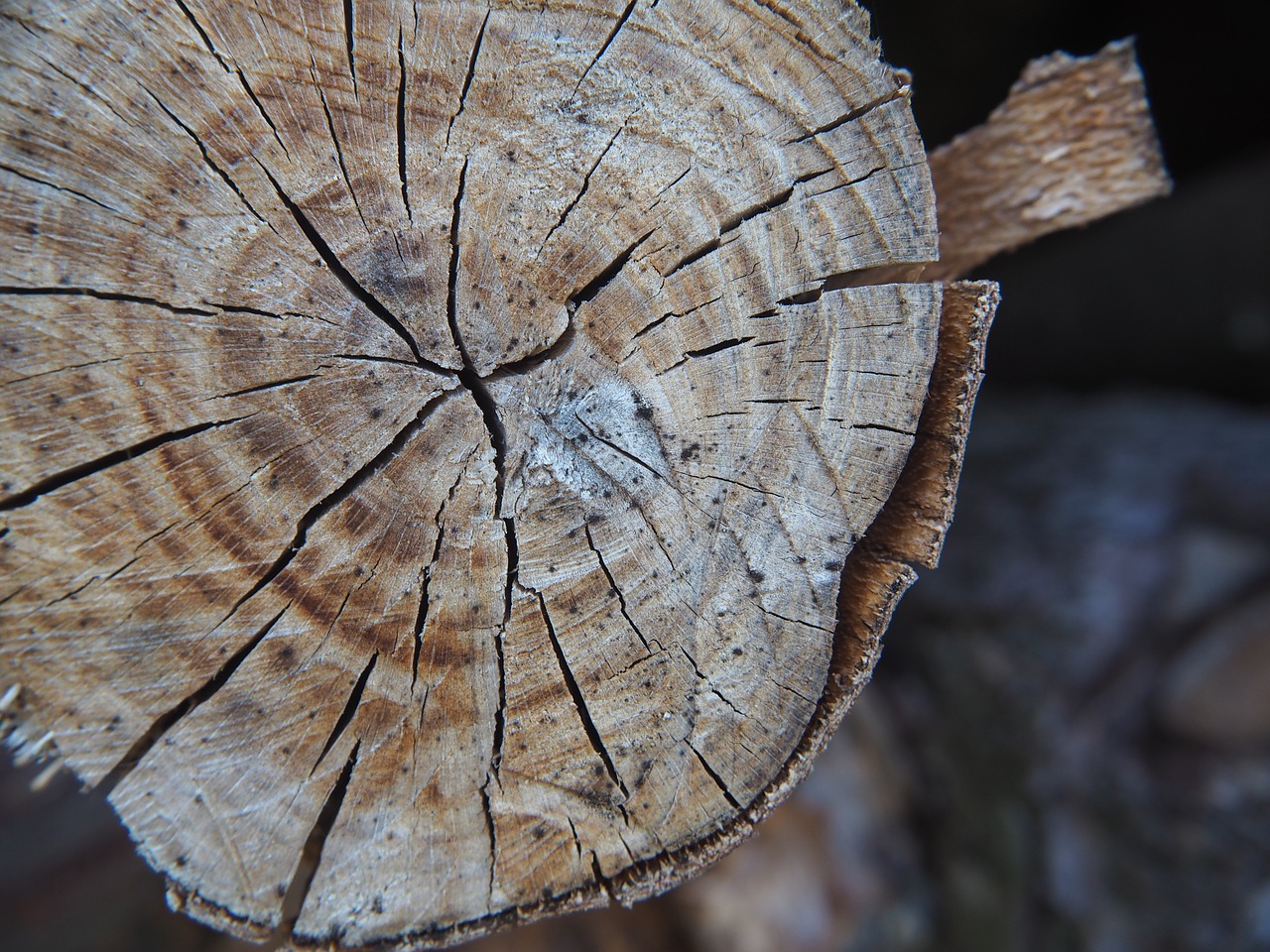 Image - wood structure tribe texture