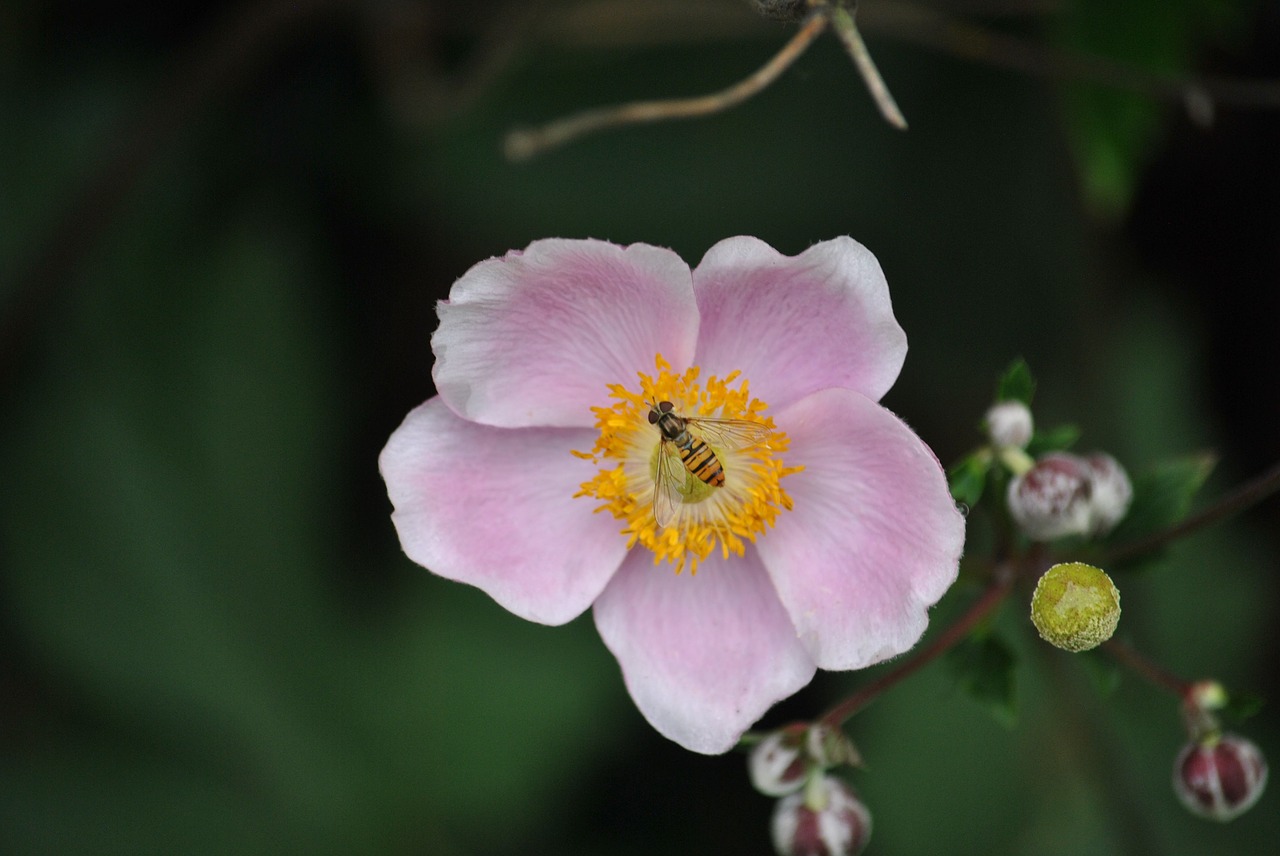 Image - blossom bloom bee insect close