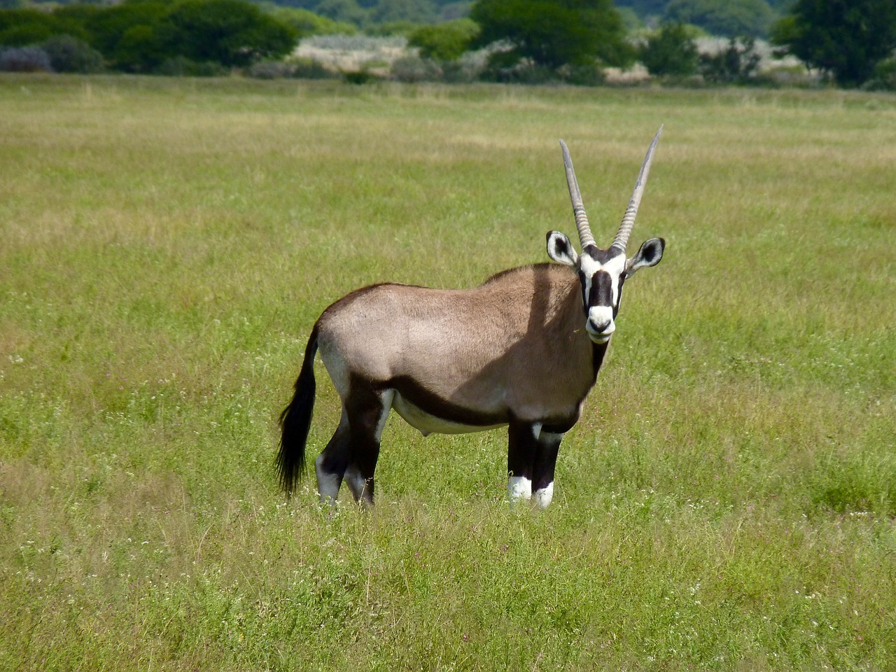 Image - botswana antelope safari wildlife