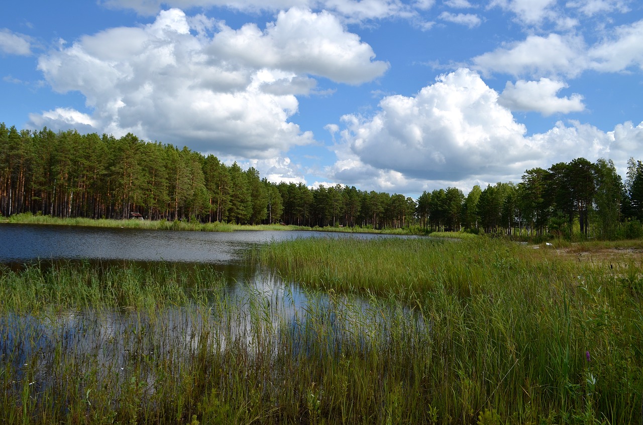 Image - lake forest pine taiga