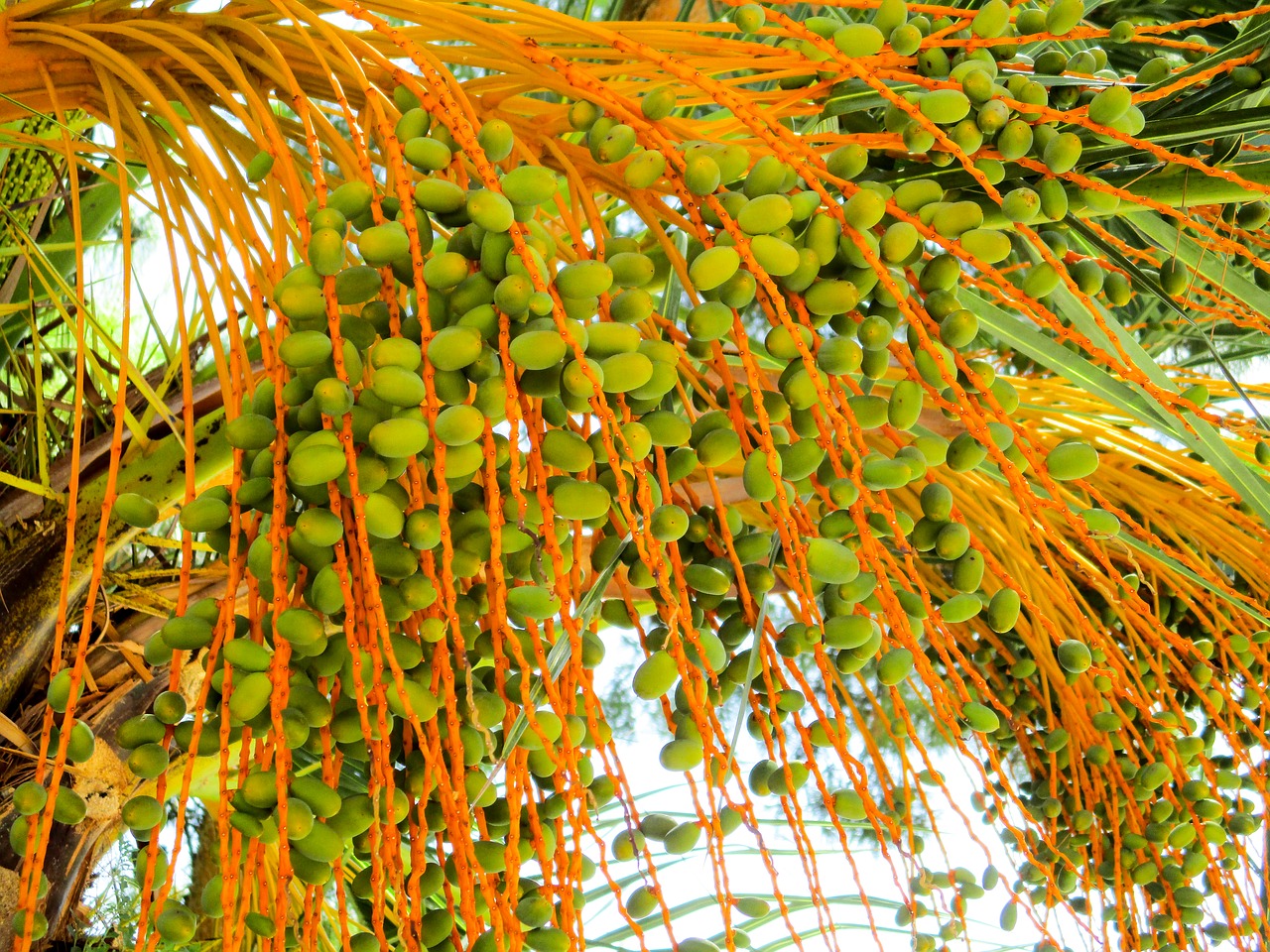 Image - palm plant dates palm fruit fruit