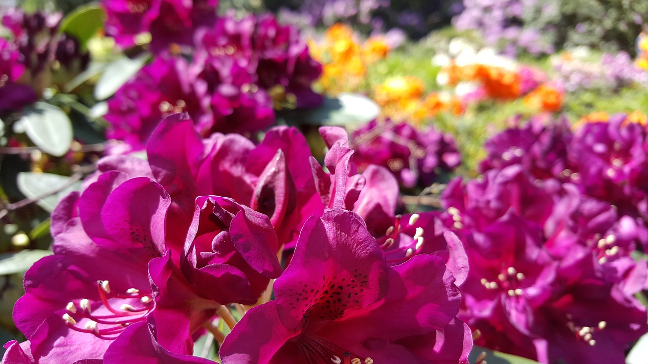 Image - rhododendron full bloom close plant