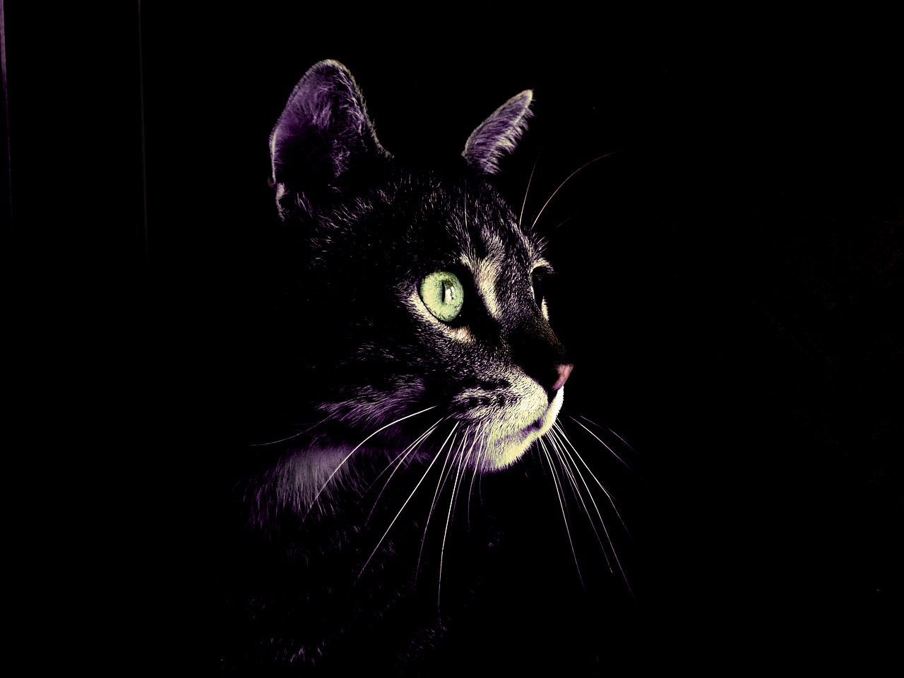 Image - cat darkness eyes green feline