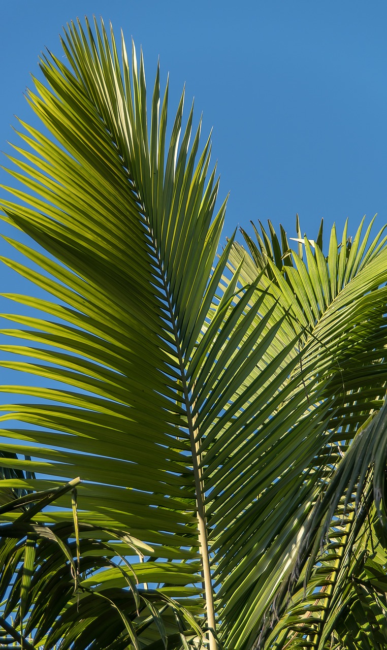 Image - palm bangalow palm frond