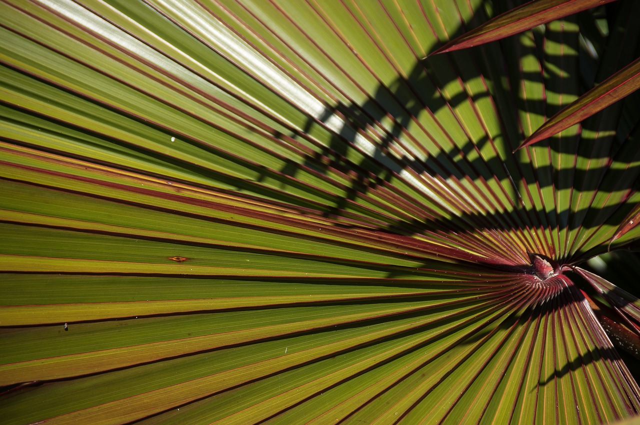 Image - palm fan frond green red