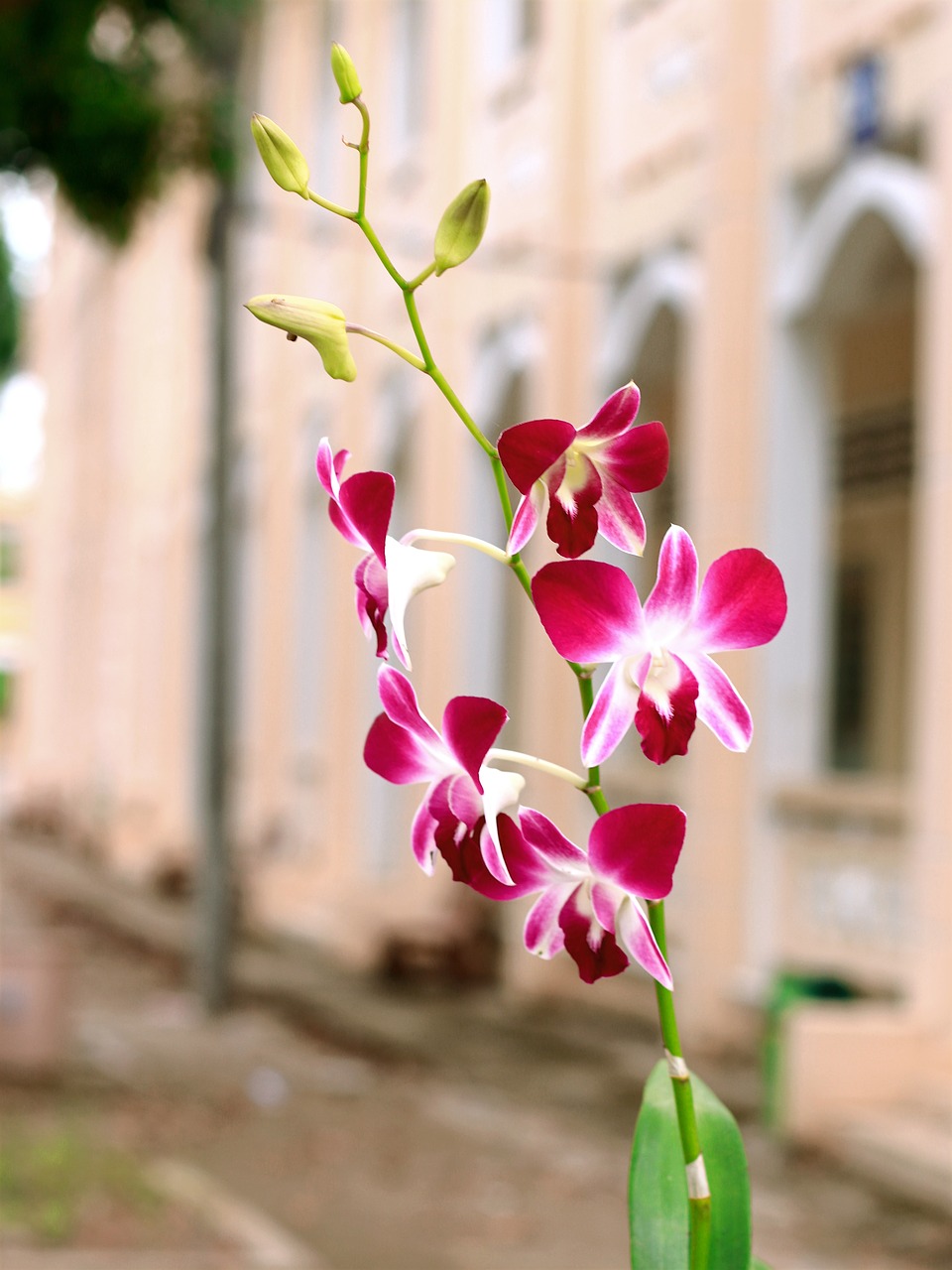 Image - orchid black checkered orchids