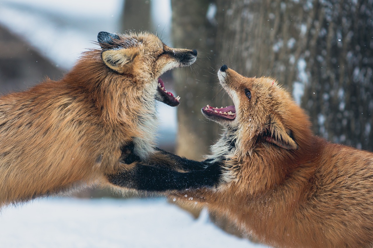 Image - fox animal wildlife snow winter
