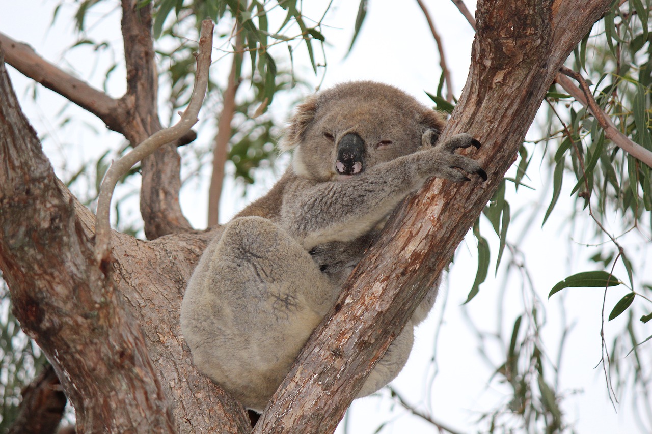 Image - koala animal marsupial cute