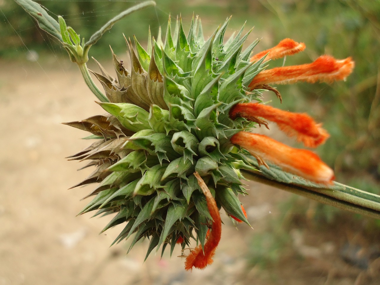 Image - africa plant savannah botany kenya