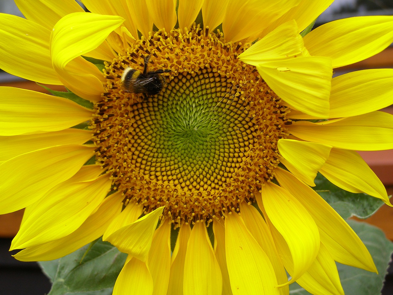 Image - sunflower yellow summer plant